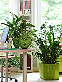 HOUSEPLANTS IN THE OFFICE: ARALIAS, CHLOROPHYTUM, ZAMIOCULCAS