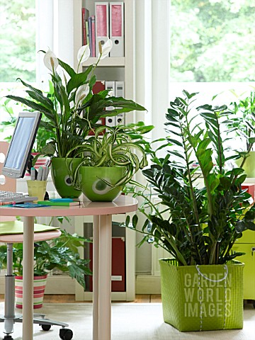 HOUSEPLANTS_IN_THE_OFFICE_ARALIAS_CHLOROPHYTUM_ZAMIOCULCAS