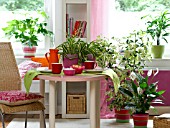 HOUSEPLANTS: ARALIAS, CHLOROPHYTUM, ZAMIOCULCAS