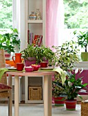 HOUSEPLANTS: ARALIAS, CHLOROPHYTUM, ZAMIOCULCAS