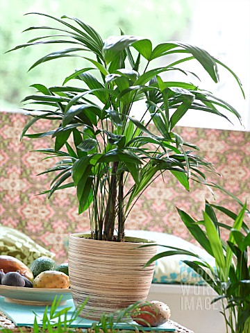 INDOOR_PLANTS_PALMS