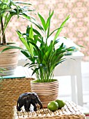 INDOOR PLANTS: PALMS