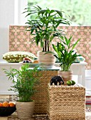 INDOOR PLANTS: PALMS