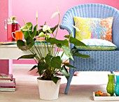 ANTHURIUM AND A BLUE CHAIR