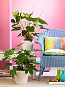 ANTHURIUM, ARALIA AND A BLUE CHAIR