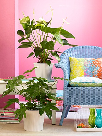 ANTHURIUM_ARALIA_AND_A_BLUE_CHAIR