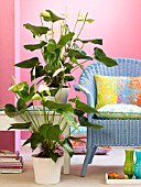 ANTHURIUM AND A BLUE CHAIR