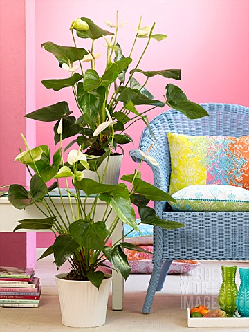 ANTHURIUM_AND_A_BLUE_CHAIR