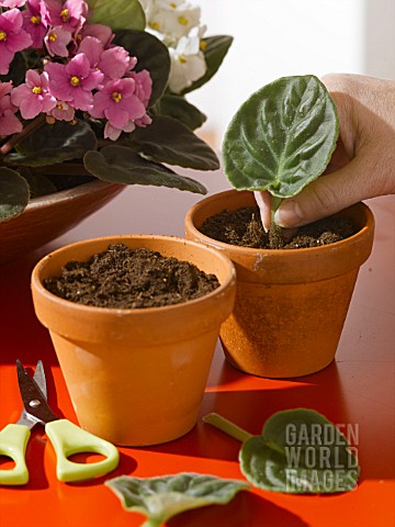 TAKING_CARE_OF_YOUR_PLANTS__SAINTPAULIA_SEEDLING