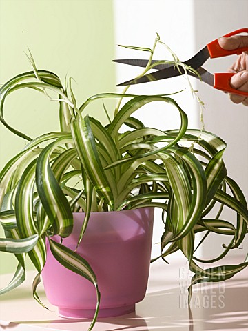 TAKING_CARE_OF_YOUR_PLANTS_CUTTINGS