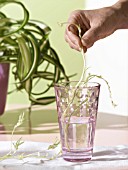 TAKING CARE OF YOUR PLANTS: CUTTINGS