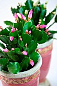 SCHLUMBERGERA, BUDS