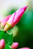 SCHLUMBERGERA, BUDS