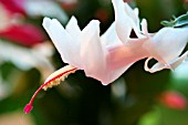 SCHLUMBERGERA  INFLORESCENCE