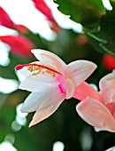 SCHLUMBERGERA  FLOWER