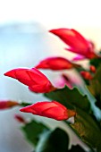 SCHLUMBERGERA  BUDS