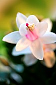 SCHLUMBERGERA  FLOWER