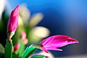 SCHLUMBERGERA  BUDS