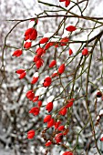 ROSE HIPS COVERED WITH SNOW