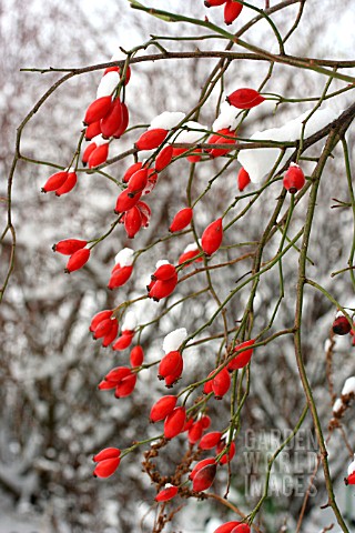 ROSE_HIPS_COVERED_WITH_SNOW