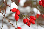 ROSE HIPS COVERED WITH SNOW