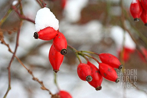 ROSE_HIPS_COVERED_WITH_SNOW