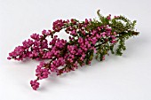 HEATHER (ERICA SPEC.)