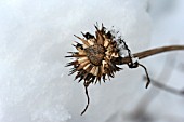 ECHINACEA SEEDHEAD IN THE SNOW