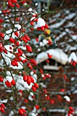 ROSE HIPS COVERED WITH SNOW