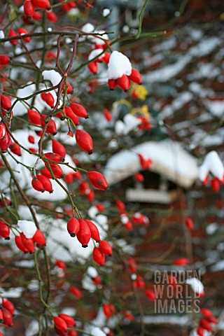 ROSE_HIPS_COVERED_WITH_SNOW