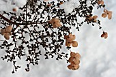 HYDRANGEA ANOMALA IN THE SNOW