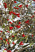 ROSE HIPS COVERED WITH SNOW
