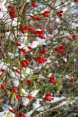 ROSE_HIPS_COVERED_WITH_SNOW