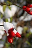 ROSE HIPS COVERED WITH SNOW