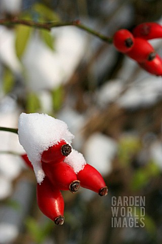 ROSE_HIPS_COVERED_WITH_SNOW