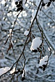 SNOW-COVERED ALNUS BRANCHES