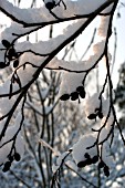 SNOW-COVERED ALNUS BRANCHES