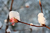 VIBURNUM WITH SNOW