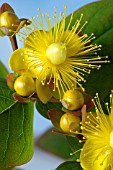 HYPERICUM X INODORUM MAGIC WHITE