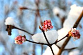 VIBURNUM WITH SNOW