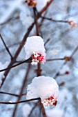 VIBURNUM WITH SNOW