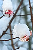 VIBURNUM WITH SNOW