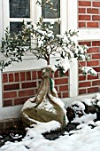 OLEA EUROPAEA IN SNOW