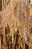 MISCANTHUS SINENSIS