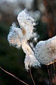 ANEMONE JAPONICA SEEDS