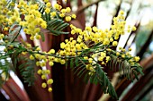 ACACIA DEALBATA