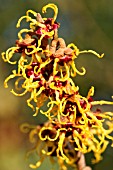 HAMAMELIS