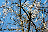 CLEMATIS SEEDHEADS ON A TREE