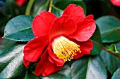 CAMELLIA