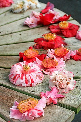 CAMELLIA_FLOWER_HEADS_ON_A_WOODEN_BENCH